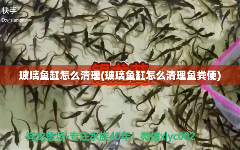 玻璃鱼缸怎么清理(玻璃鱼缸怎么清理鱼粪便) 高背金龙鱼