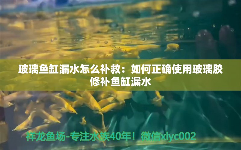 玻璃鱼缸漏水怎么补救：如何正确使用玻璃胶修补鱼缸漏水 鱼缸百科 第2张