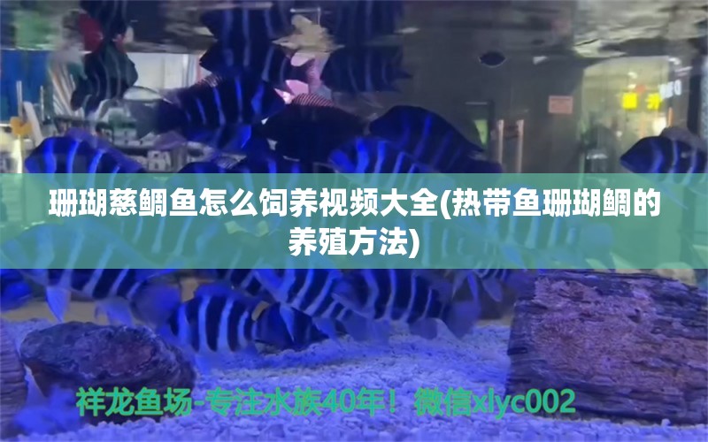 珊瑚慈鲷鱼怎么饲养视频大全(热带鱼珊瑚鲷的养殖方法) 细线银板鱼苗