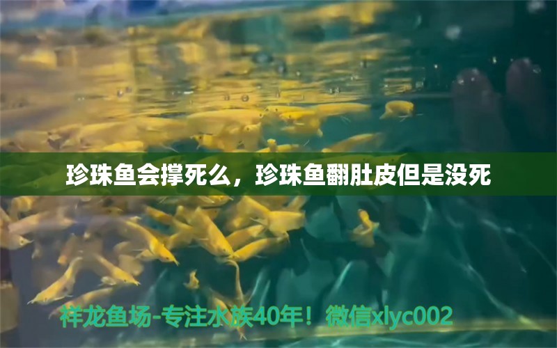 珍珠鱼会撑死么，珍珠鱼翻肚皮但是没死