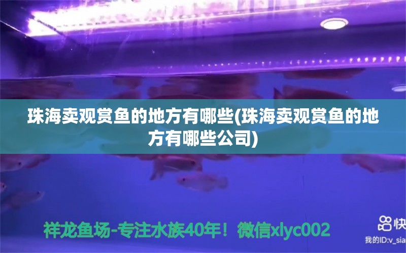 珠海卖观赏鱼的地方有哪些(珠海卖观赏鱼的地方有哪些公司) 巴西亚鱼苗