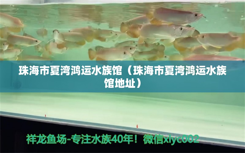 珠海市夏湾鸿运水族馆（珠海市夏湾鸿运水族馆地址）