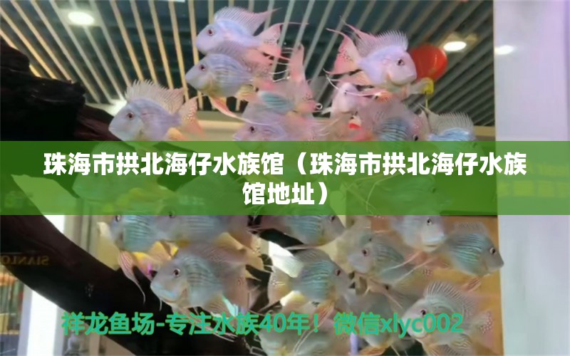 珠海市拱北海仔水族馆（珠海市拱北海仔水族馆地址） 全国水族馆企业名录