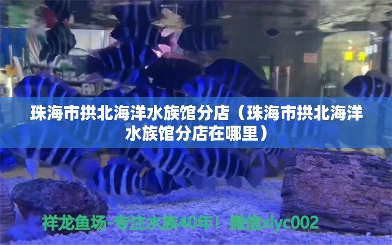 珠海市拱北海洋水族馆分店（珠海市拱北海洋水族馆分店在哪里）