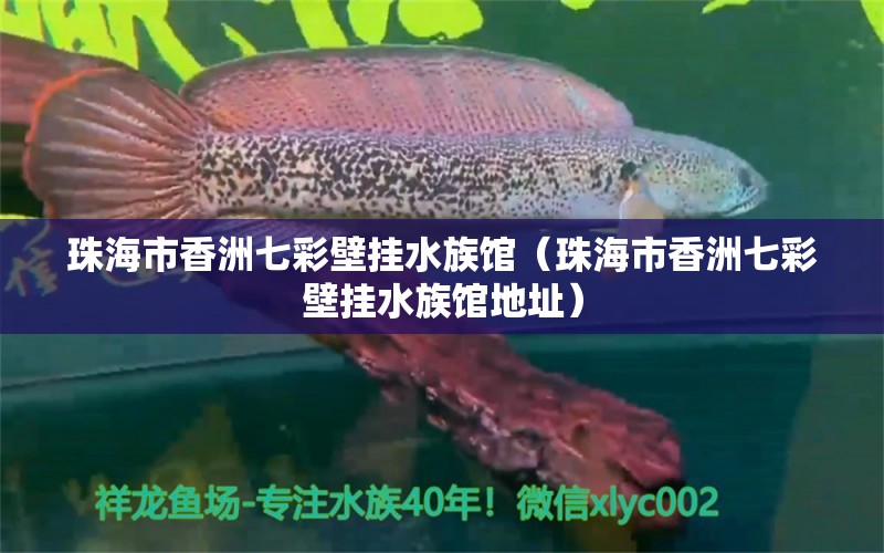 珠海市香洲七彩壁挂水族馆（珠海市香洲七彩壁挂水族馆地址）