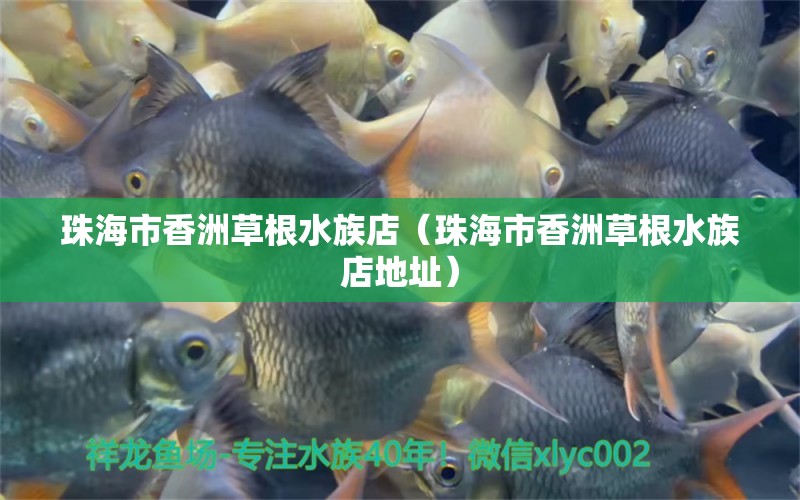 珠海市香洲草根水族店（珠海市香洲草根水族店地址）