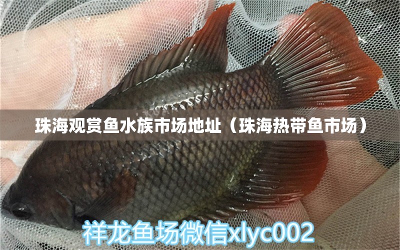 珠海观赏鱼水族市场地址（珠海热带鱼市场）