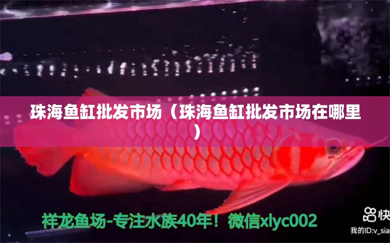 珠海鱼缸批发市场（珠海鱼缸批发市场在哪里） 观赏鱼水族批发市场