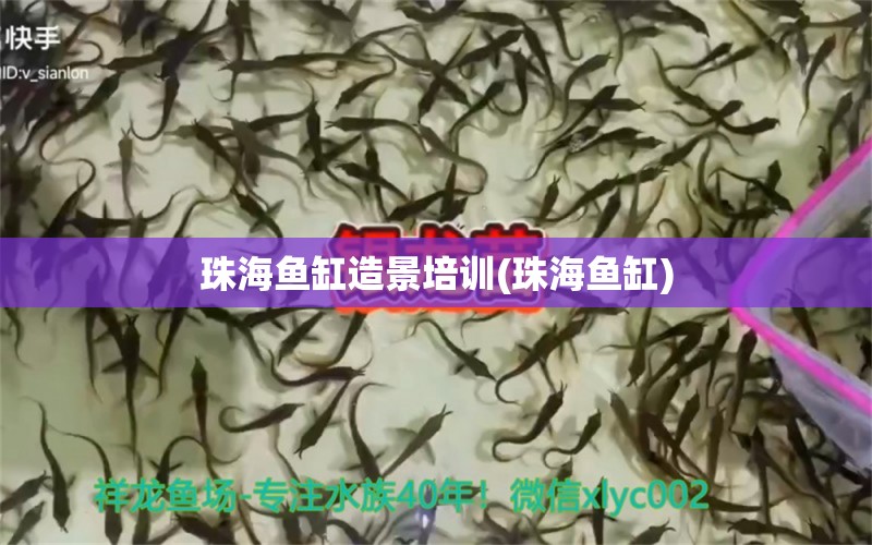 珠海鱼缸造景培训(珠海鱼缸) 黄金招财猫鱼