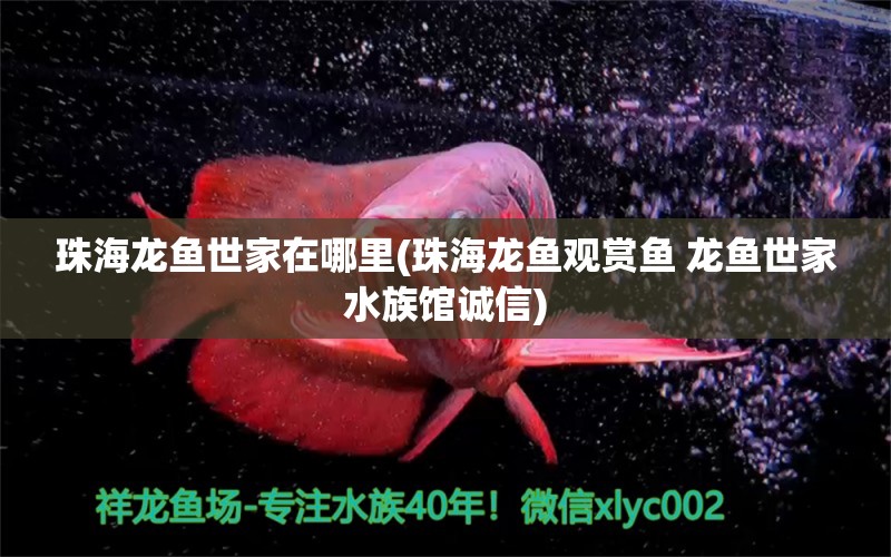 珠海龙鱼世家在哪里(珠海龙鱼观赏鱼 龙鱼世家水族馆诚信)