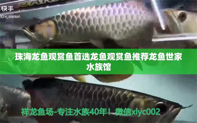 珠海龙鱼观赏鱼首选龙鱼观赏鱼推荐龙鱼世家水族馆 养鱼知识