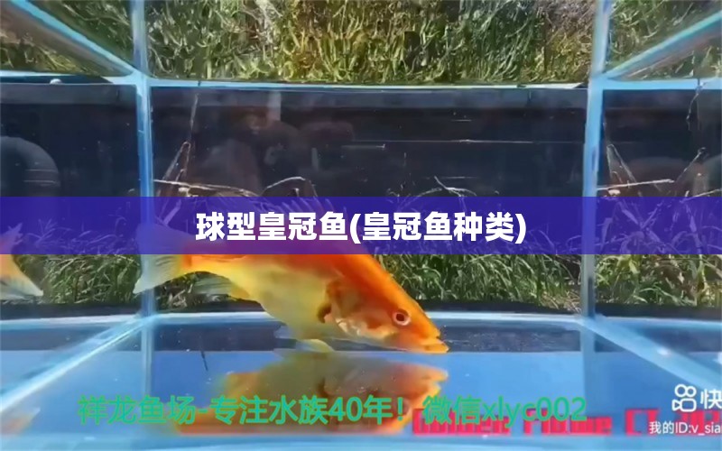 球型皇冠鱼(皇冠鱼种类) 电鳗