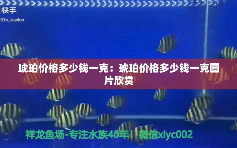 琥珀价格多少钱一克：琥珀价格多少钱一克图片欣赏