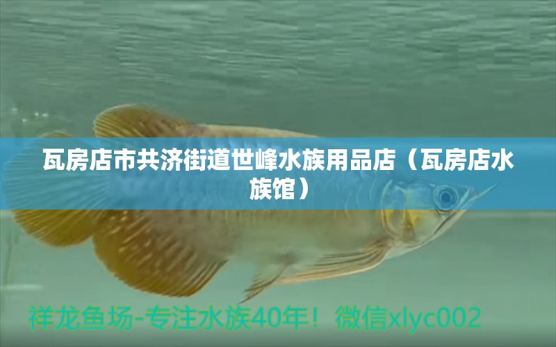 瓦房店市共济街道世峰水族用品店（瓦房店水族馆） 水族用品