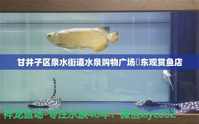 甘井子区泉水街道水泉购物广场昇东观赏鱼店