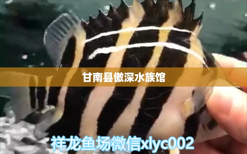 甘南县傲深水族馆 全国水族馆企业名录