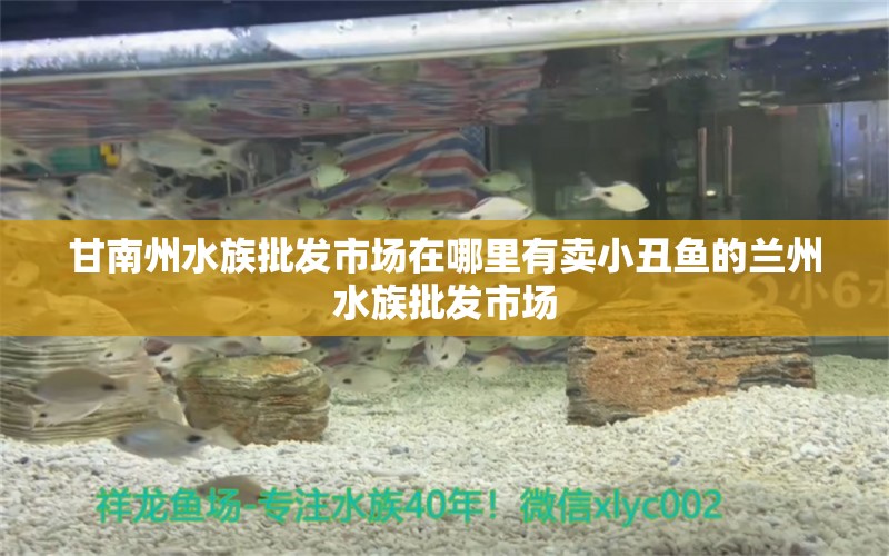 甘南州水族批发市场在哪里有卖小丑鱼的兰州水族批发市场 海水鱼