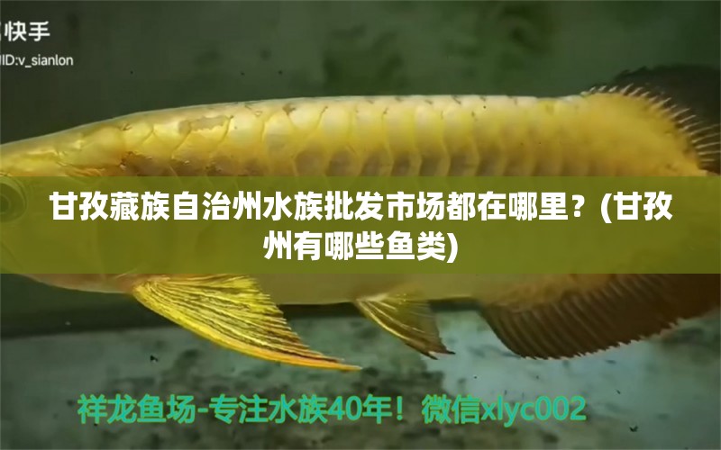 甘孜藏族自治州水族批发市场都在哪里？(甘孜州有哪些鱼类) 观赏鱼水族批发市场