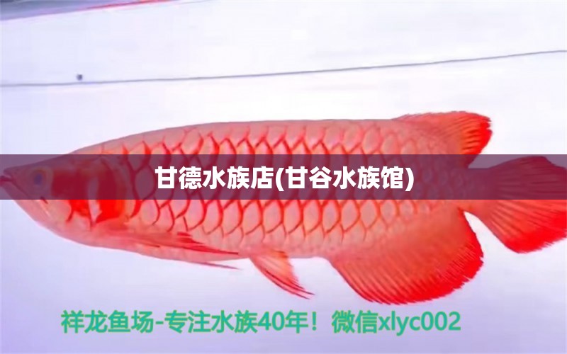 甘德水族店(甘谷水族馆) 三色锦鲤鱼 第1张