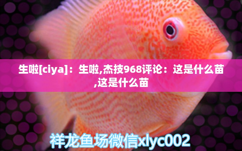 生啦[ciya]：生啦,杰技968评论：这是什么苗,这是什么苗 观赏鱼论坛 第2张