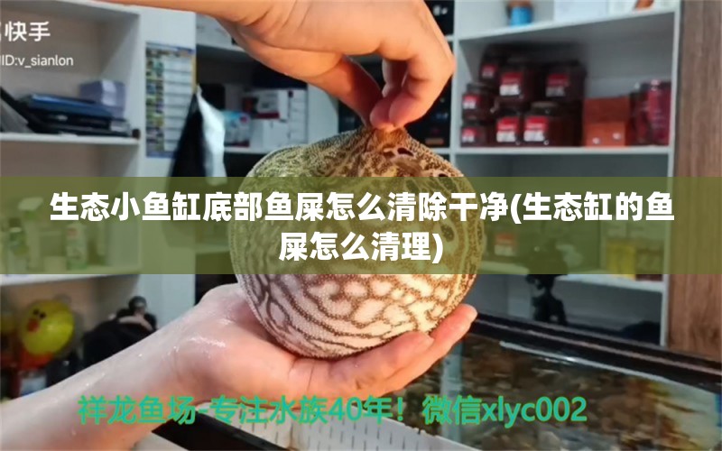 生态小鱼缸底部鱼屎怎么清除干净(生态缸的鱼屎怎么清理) 月光鸭嘴鱼 第1张