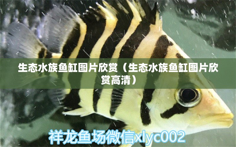 生态水族鱼缸图片欣赏（生态水族鱼缸图片欣赏高清）