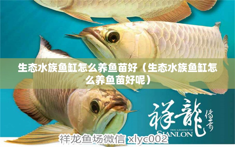 生态水族鱼缸怎么养鱼苗好（生态水族鱼缸怎么养鱼苗好呢）