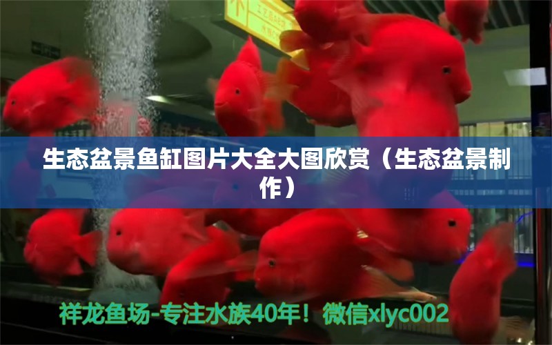 生态盆景鱼缸图片大全大图欣赏（生态盆景制作） 祥龙水族医院