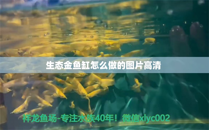 生态金鱼缸怎么做的图片高清 