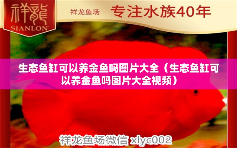 生态鱼缸可以养金鱼吗图片大全（生态鱼缸可以养金鱼吗图片大全视频） 金龙鱼粮