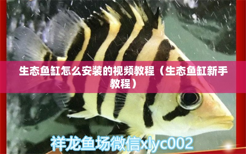 生态鱼缸怎么安装的视频教程（生态鱼缸新手教程） 观赏鱼批发