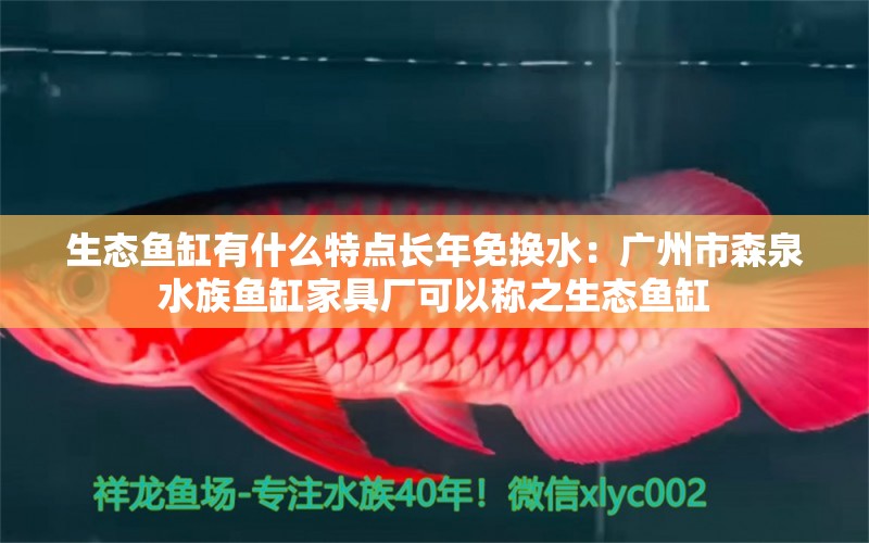 生态鱼缸有什么特点长年免换水：广州市森泉水族鱼缸家具厂可以称之生态鱼缸 鱼缸百科 第2张