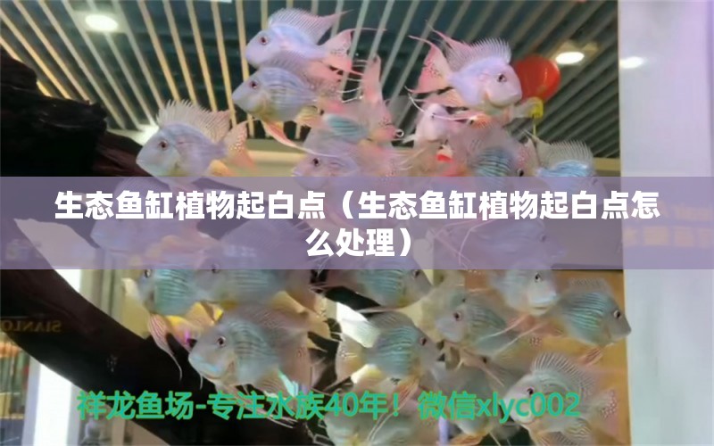 生态鱼缸植物起白点（生态鱼缸植物起白点怎么处理） 祥龙水族医院