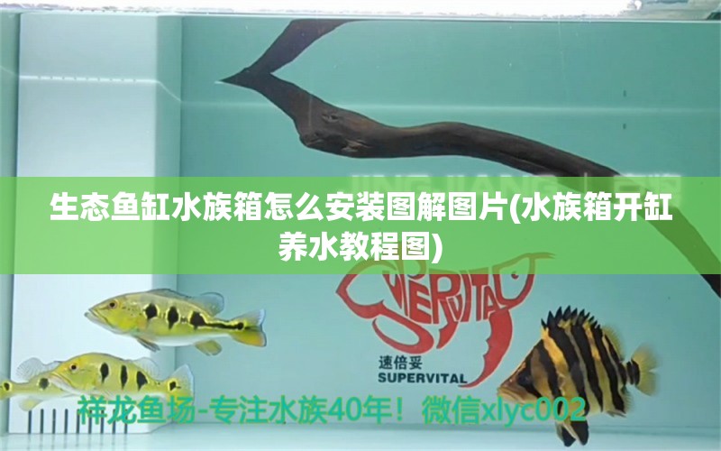 生态鱼缸水族箱怎么安装图解图片(水族箱开缸养水教程图) 鱼缸/水族箱