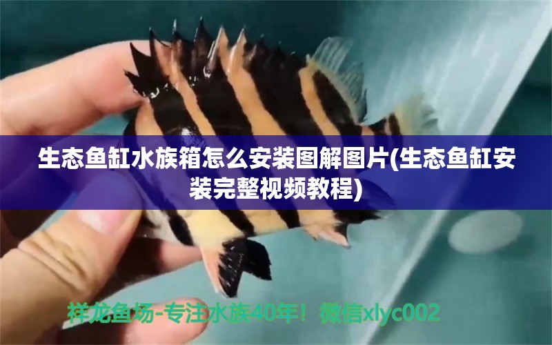 生态鱼缸水族箱怎么安装图解图片(生态鱼缸安装完整视频教程) 鱼缸/水族箱