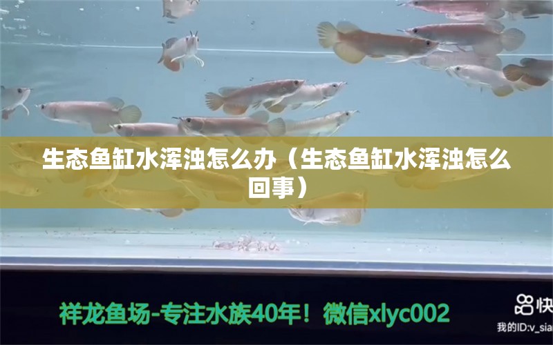 生态鱼缸水浑浊怎么办（生态鱼缸水浑浊怎么回事） 蝴蝶鲤鱼苗