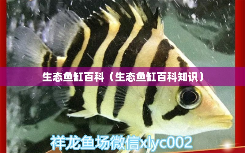 生态鱼缸百科（生态鱼缸百科知识） 观赏鱼市场（混养鱼）