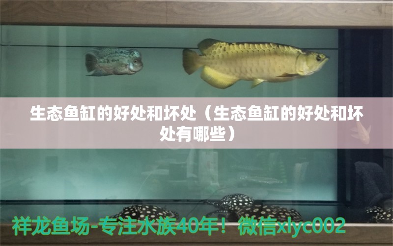 生态鱼缸的好处和坏处（生态鱼缸的好处和坏处有哪些） 祥龙水族医院