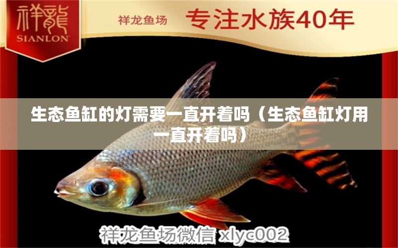 生态鱼缸的灯需要一直开着吗（生态鱼缸灯用一直开着吗） 祥龙水族护理水