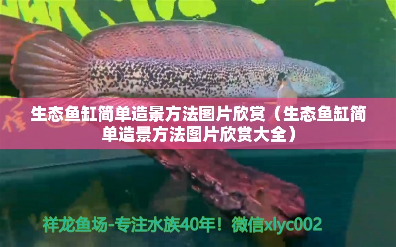 生态鱼缸简单造景方法图片欣赏（生态鱼缸简单造景方法图片欣赏大全） 巴西亚鱼