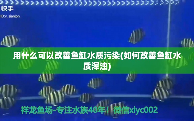 用什么可以改善鱼缸水质污染(如何改善鱼缸水质浑浊)