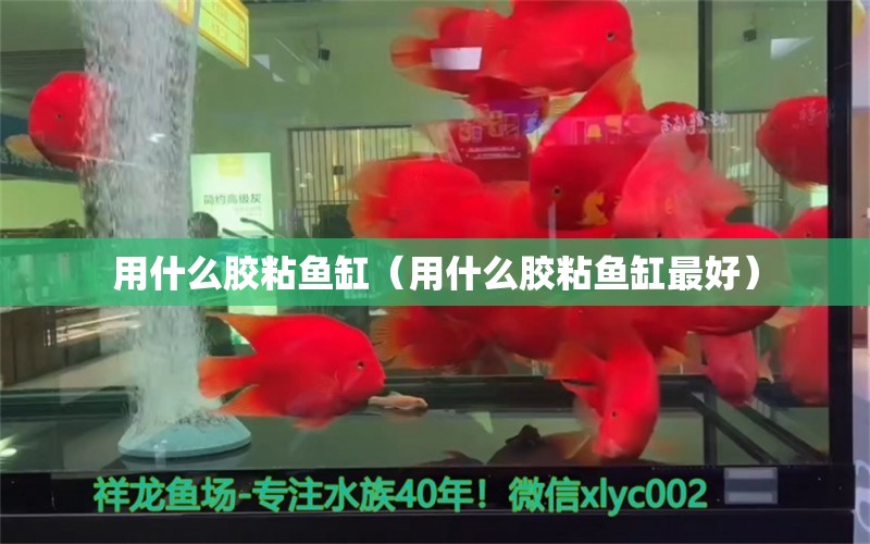 用什么胶粘鱼缸（用什么胶粘鱼缸最好） 祥龙水族医院