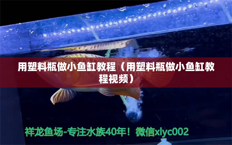 用塑料瓶做小鱼缸教程（用塑料瓶做小鱼缸教程视频） 广州观赏鱼批发市场