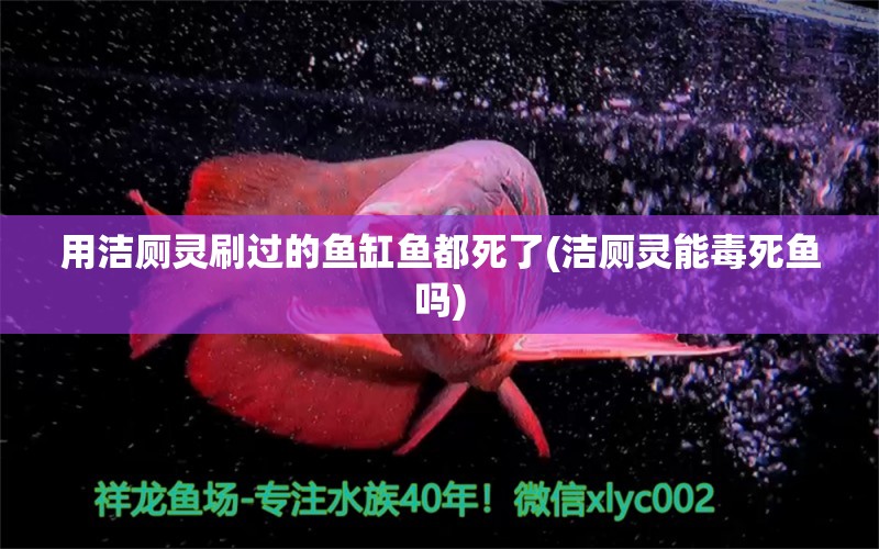 用洁厕灵刷过的鱼缸鱼都死了(洁厕灵能毒死鱼吗) 福虎/异型虎鱼/纯色虎鱼