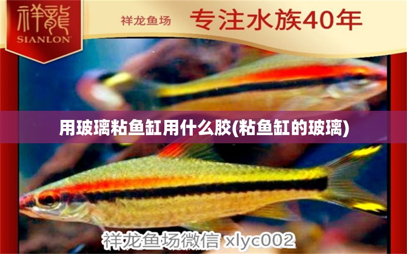 用玻璃粘鱼缸用什么胶(粘鱼缸的玻璃) 水族品牌 第1张