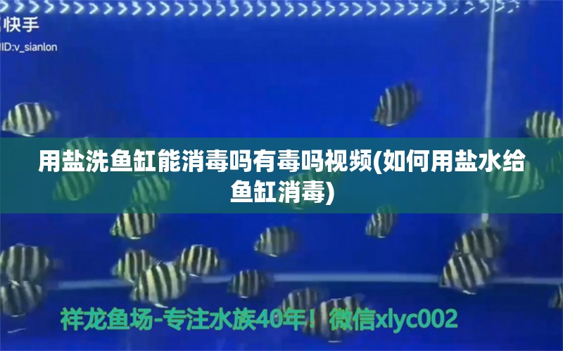 用盐洗鱼缸能消毒吗有毒吗视频(如何用盐水给鱼缸消毒) 一眉道人鱼苗 第1张