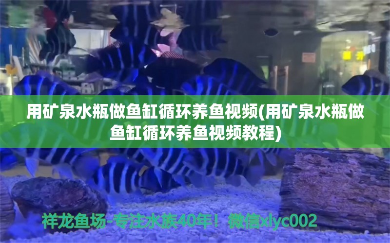 用矿泉水瓶做鱼缸循环养鱼视频(用矿泉水瓶做鱼缸循环养鱼视频教程) 鹦鹉鱼