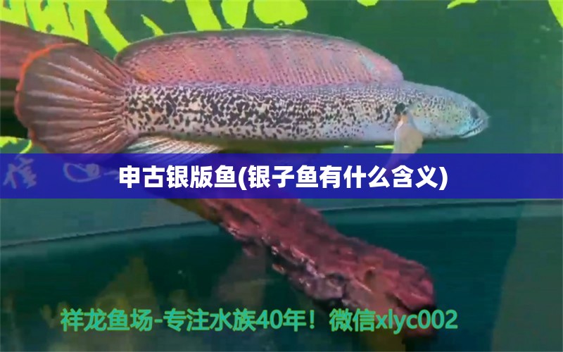 申古银版鱼(银子鱼有什么含义)