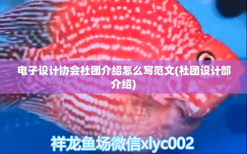 电子设计协会社团介绍怎么写范文(社团设计部介绍) 星点金龙鱼