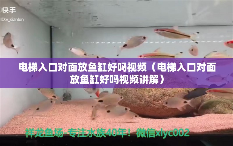 电梯入口对面放鱼缸好吗视频（电梯入口对面放鱼缸好吗视频讲解） 白子关刀鱼苗